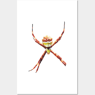 Silver Garden Orbweaver Spider Posters and Art